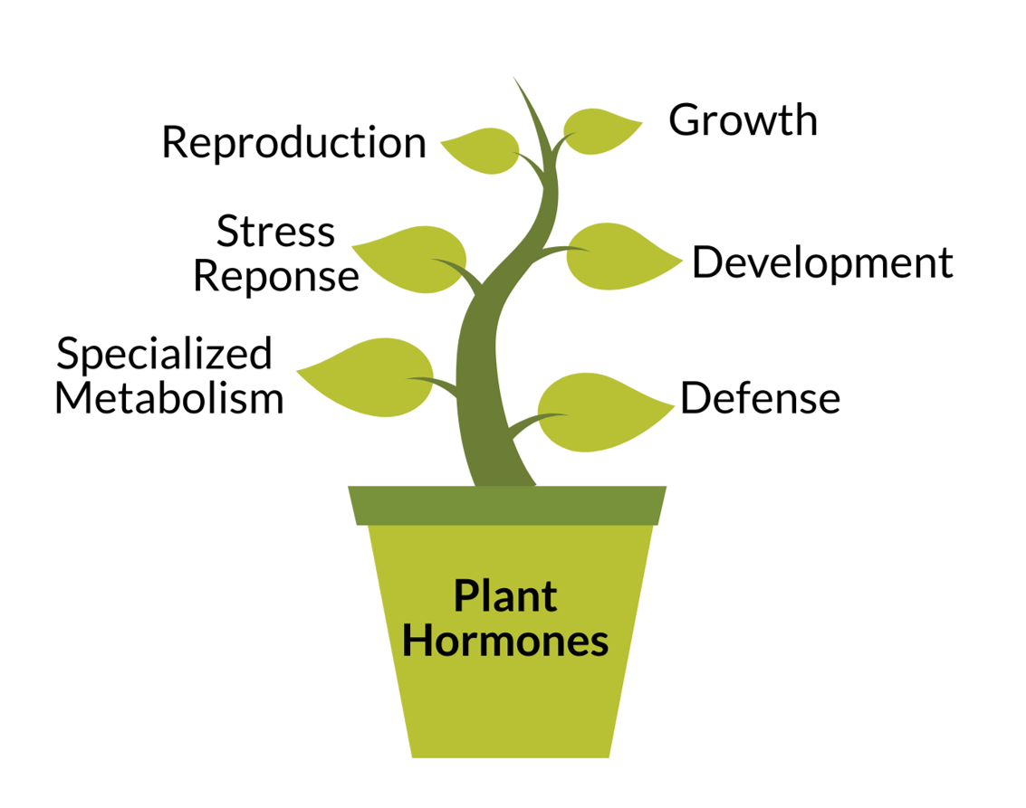 Phytochem